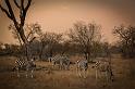 116 Zuid-Afrika, Sabi Sand Game Reserve